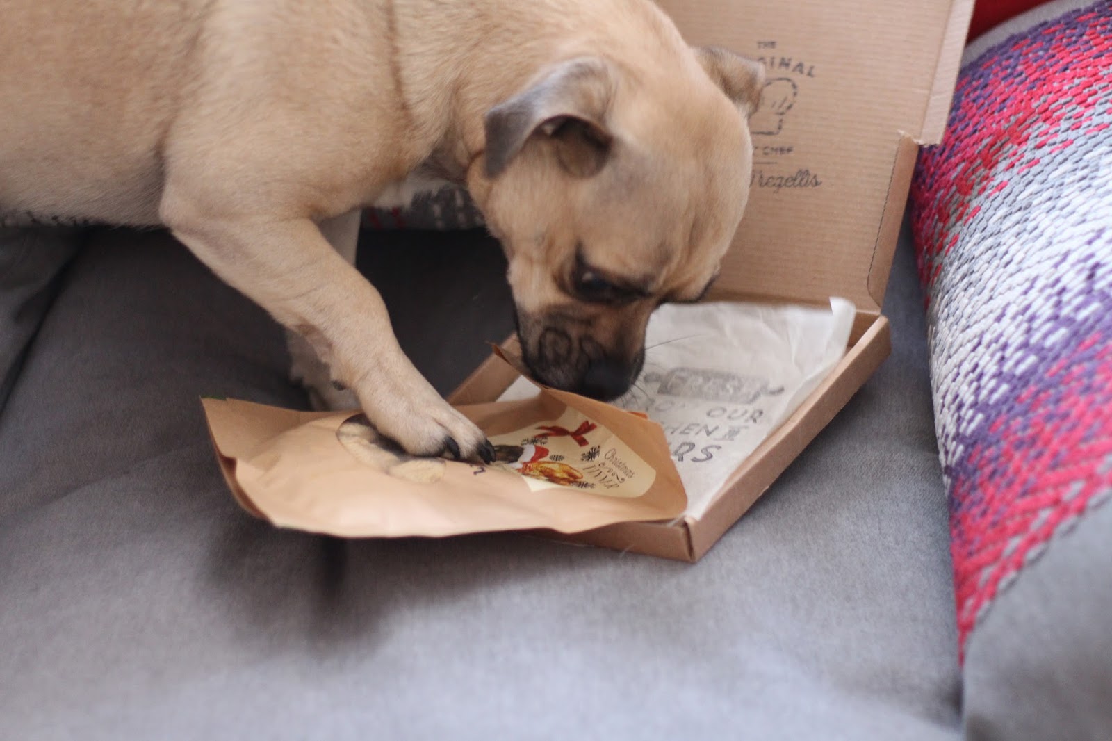 Top Collar Postal treats for your pups Oh Gosh Blog Em