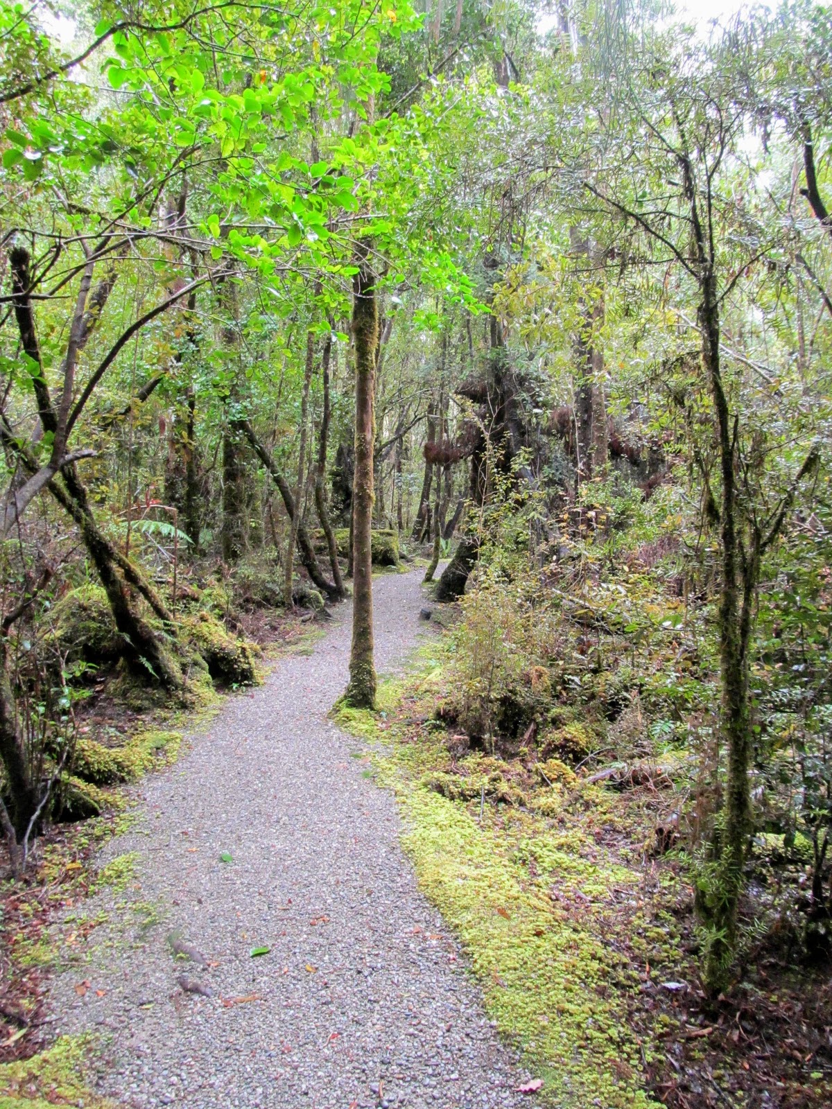 Tramping in the New Zealand backcountry NZ Bush Adventures Hokitika