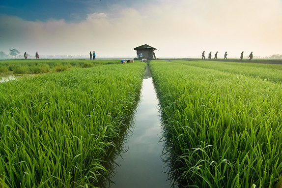 Petani MaxiGrow: Lahan Pertanian di Indonesia hingga 2015