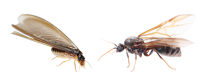 Flying ants vs Termites Pictures, Size, Identification