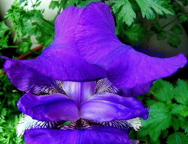 Iris blu