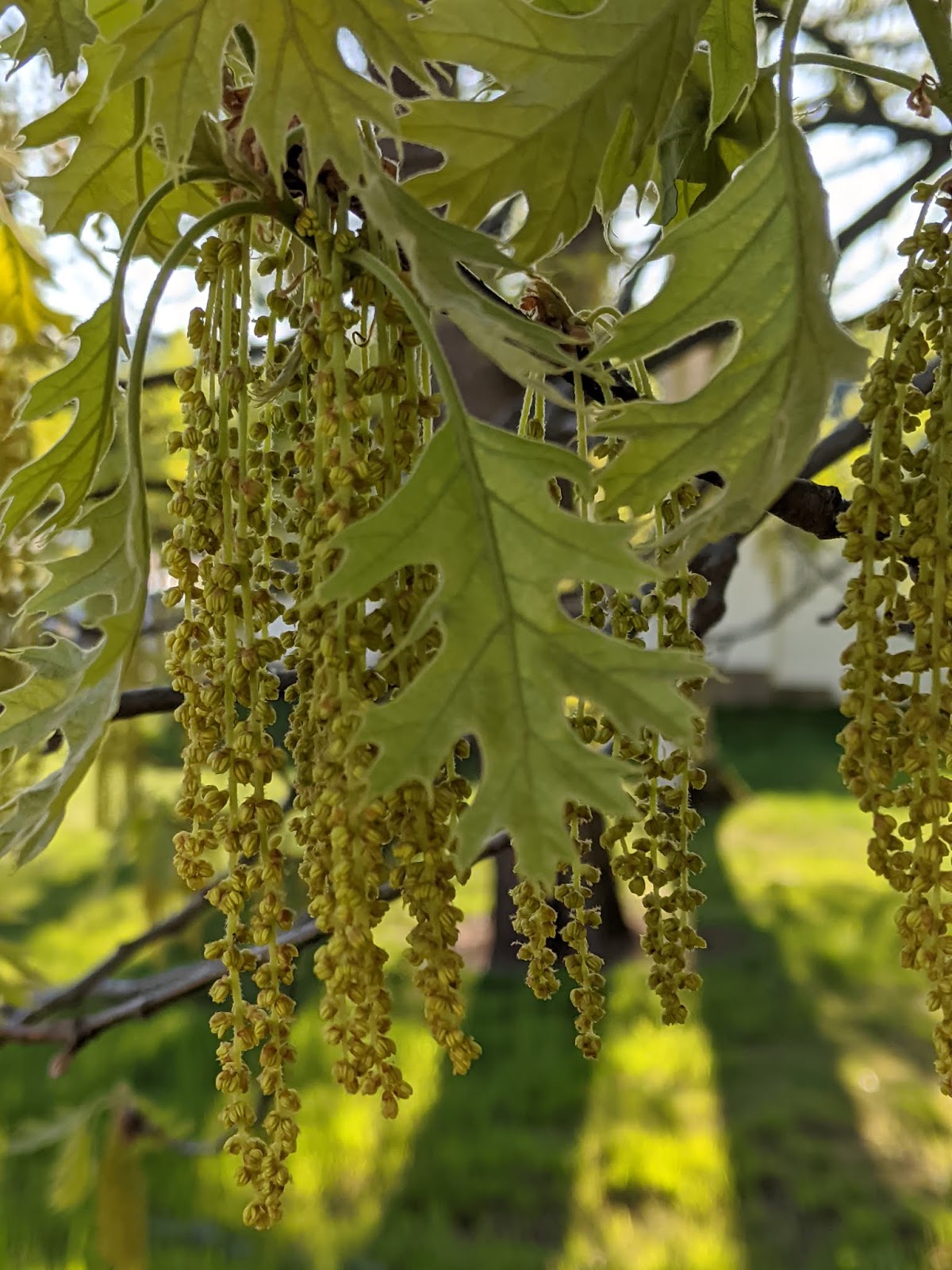 Vernon VT Nature Finds Northern Red Oak with Male flowers