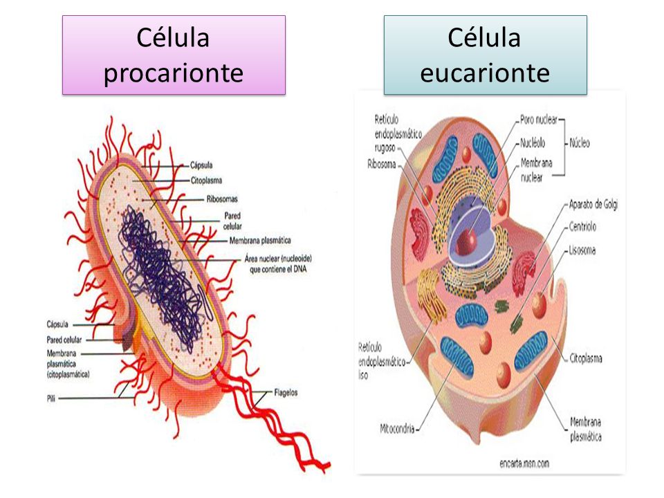 Procariontes y eucariontes