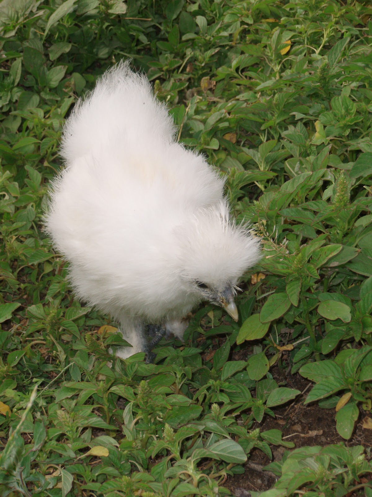 TODO GALLINAS GALLINA SEDOSA DEL JAPON