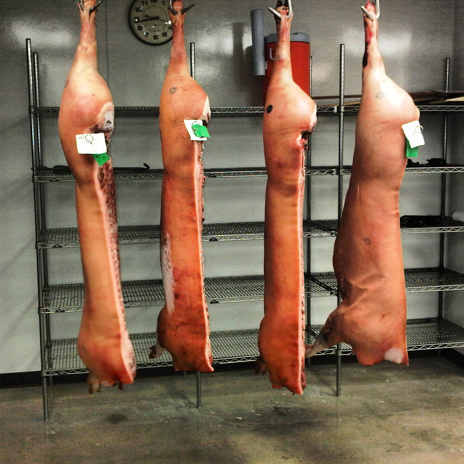 Austin Texas Butcher: Carcass Breakdown at Texas State University. Week ...