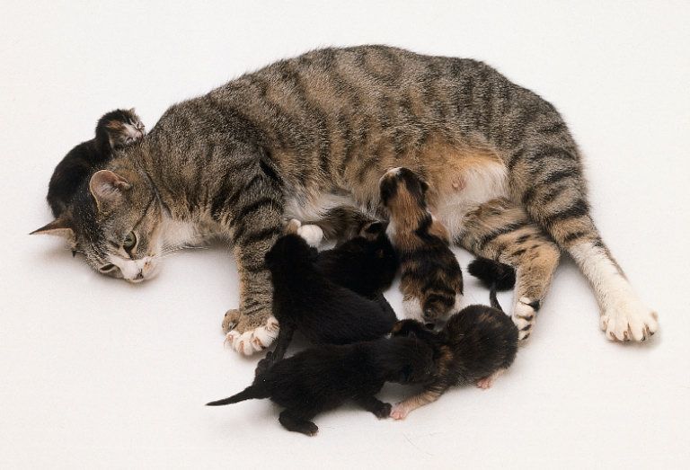 дружба совы и кота. котенок и взрослый кот. подружатся ли котята. хорек и кошка. подружились кошка и котенок.