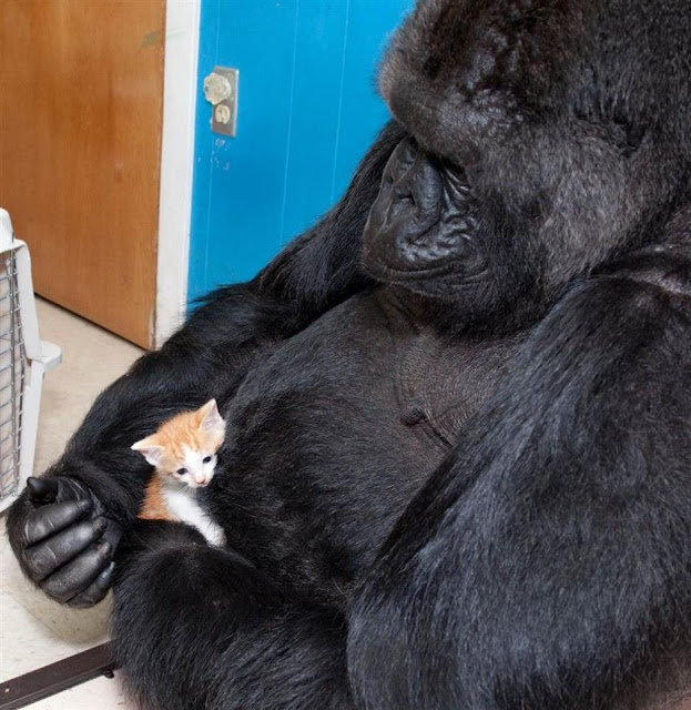 i love all animals: Small and BIG