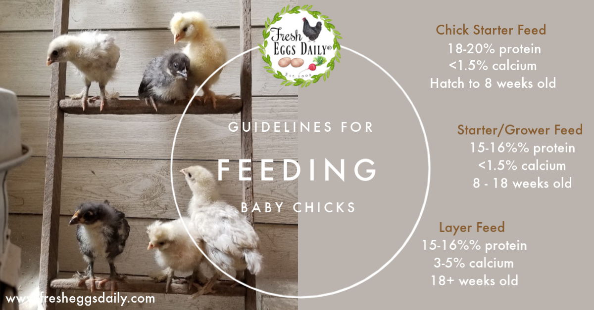 What Do Baby Chicks Eat?