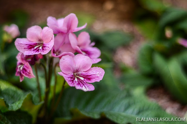 Singapore | Gardens by the Bay