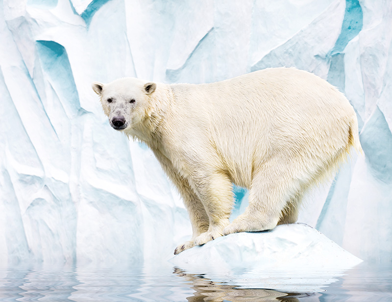 Polar bear endangered in Antarctica, facts about Snow white bear