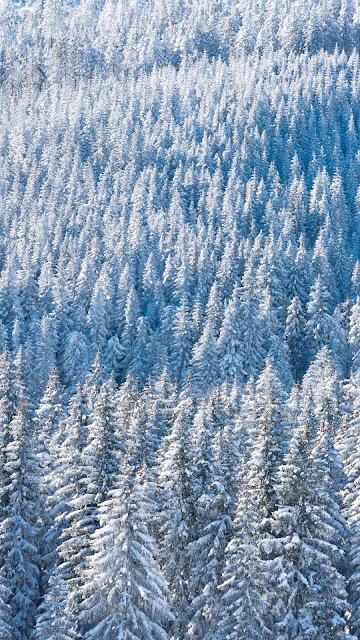 Winter Forest, Snow, Winter, Trees, Nature, Aerial view