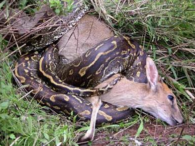 Monster boa constrictor versus bovine. Panther versus Giant python