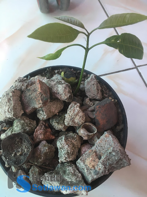 Cara Sambung Pucuk Pohon Mangga yang Masih Kecil | Grafting Cara Sambung Pucuk Pohon Mangga yang Masih Kecil | Grafting