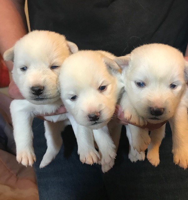 3 White Miniature Siberian Husky Puppies Miniature Siberian Huskies