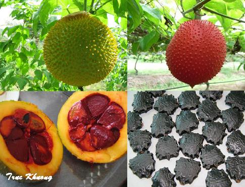 Bài thuốc Nam trị bệnh từ các sản phẩm của cây gấc Bài thuốc Nam trị bệnh từ các sản phẩm của cây gấc