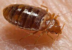 how to get rid of bed bugs for good