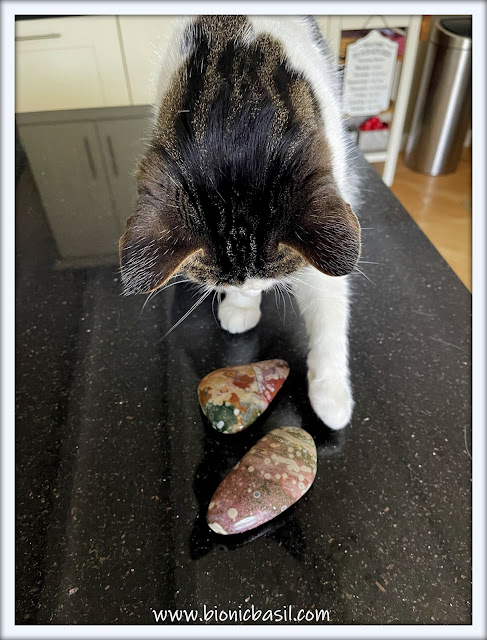 Mandalas on Monday ©BionicBasil® Colouring With Cats Mandala #125 Melvyn Inspecting the Ocean Jasper