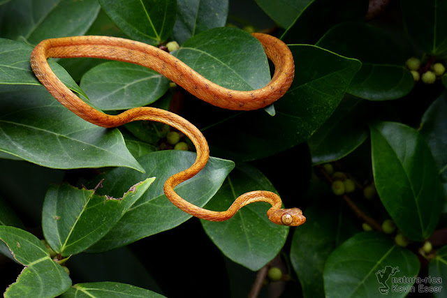 Imantodes inornatus - Plain Tree Snake