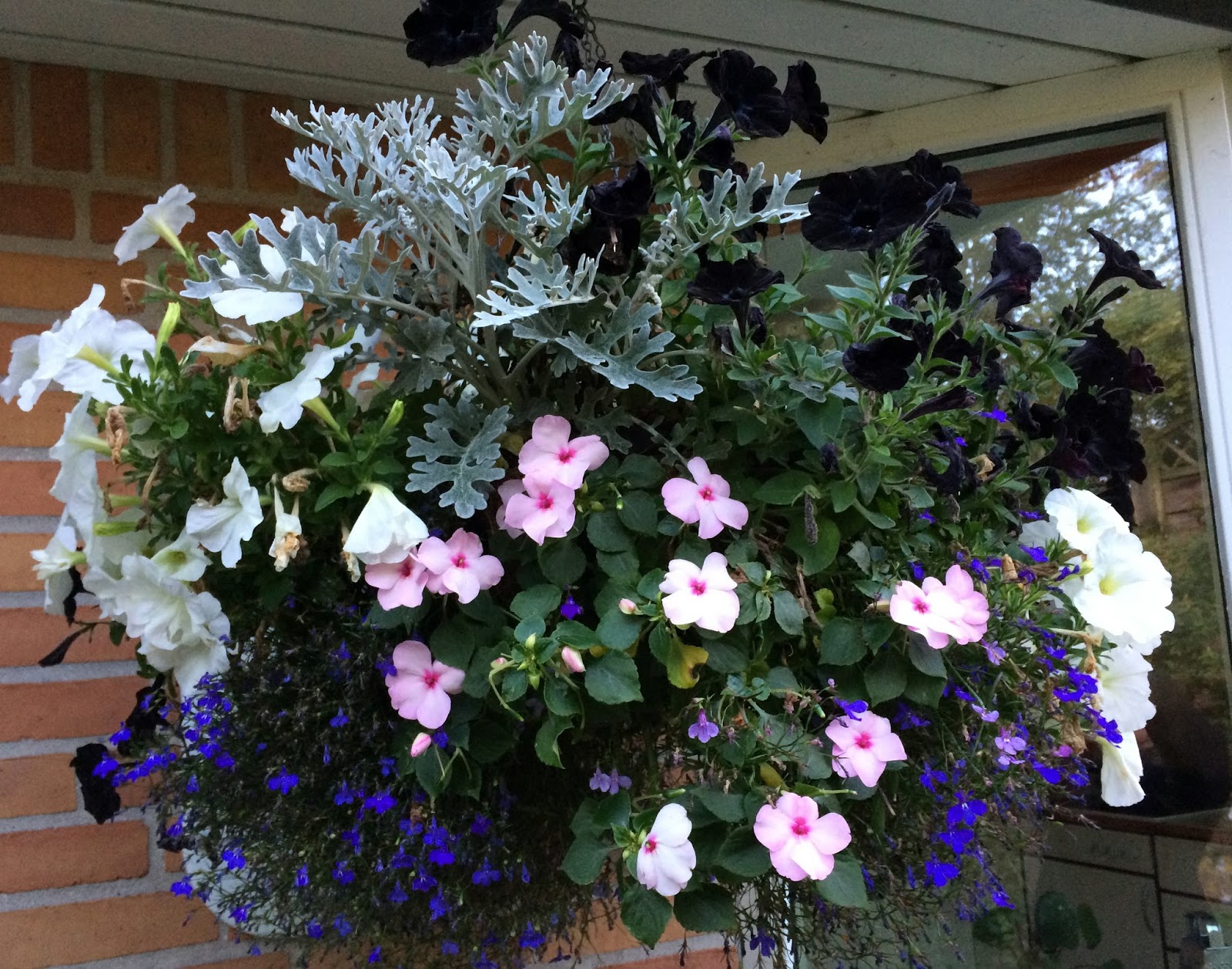 Frk. Anemone Hanging baskets