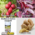Obat wasir yang berdarah thumbnail