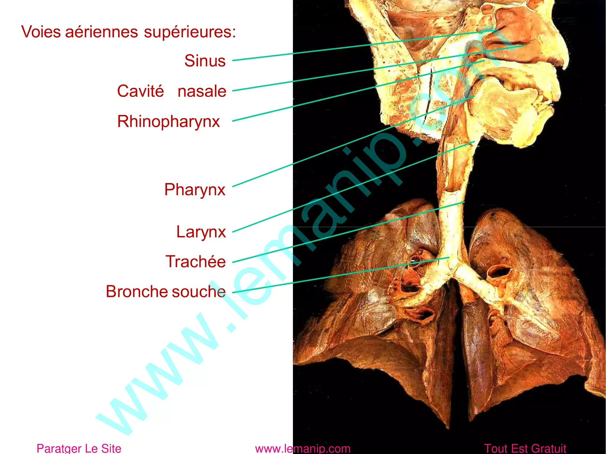 schéma 3D appareil respiratoire