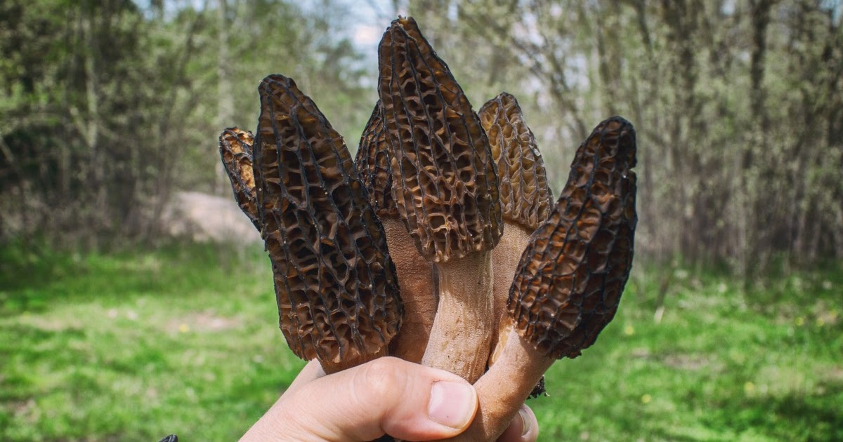 Different Names of Morel Mushrooms Mushroom supplier Biobritte