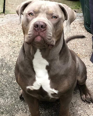 कुत्तों की खूंखार नस्ल होती है पिट बुल कुत्तों की खूंखार नस्ल होती है पिट बुल