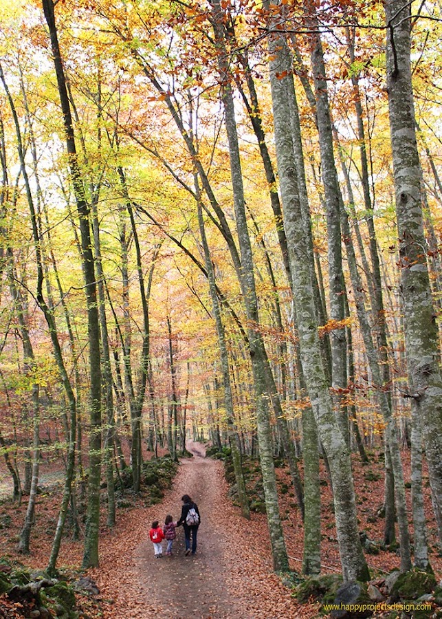 otoño en la fageda d