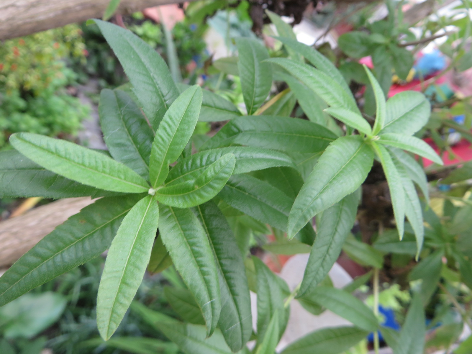 O melhor Alentejo do Mundo Lúcia Lima