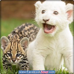 perfil bonitas imagenes animals frases cats muro tu nature dogs