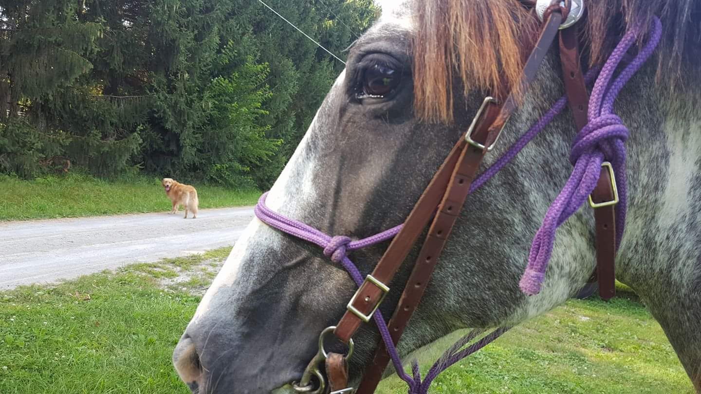 Curing a Barn Sour Horse