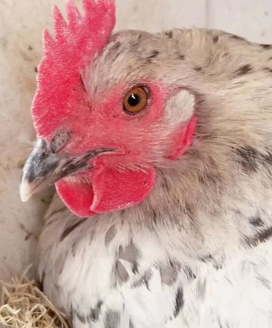 close up of gray and white chicken