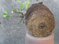 Bonsai Web: Transplante de emergencia sobre un jazmín (Gardenia