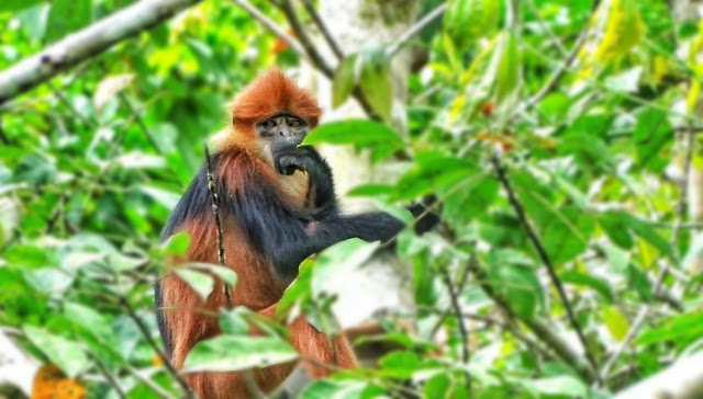 Lutung Senterum atau Langur Borneo