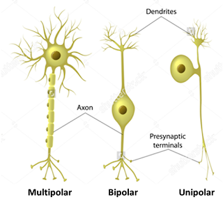 jenis sel saraf