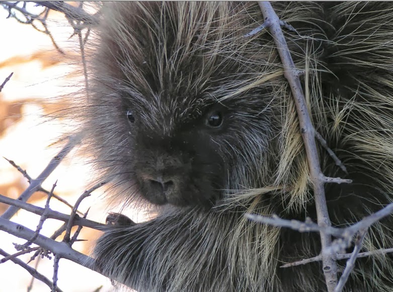 chippep ANIMALS AT THE THEODORE ROOSEVELT NATIONAL PARK