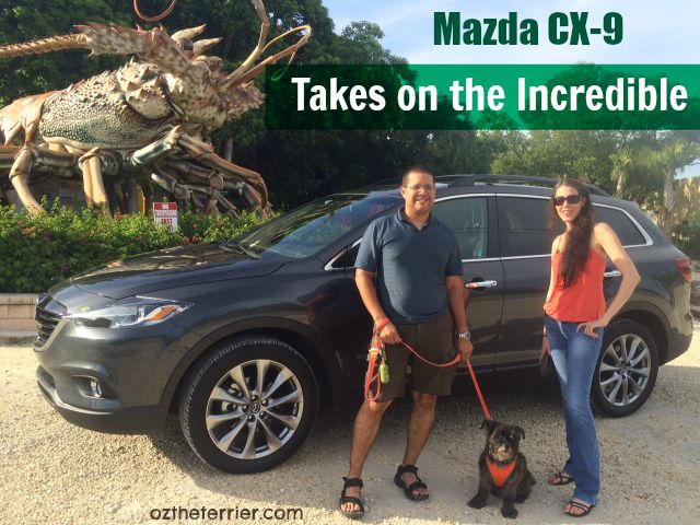 Oz  the Terrier with Mazda CX-9 taking on the incredible, a huge life-like Florida lobster at The Rain Barrel in Islamorada