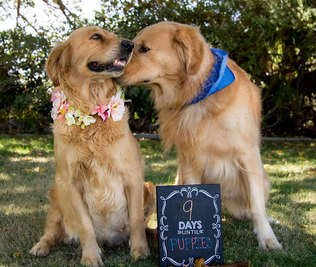 κουτάβια Golden Retriever 