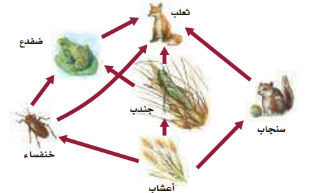 مخطط يوضح الكميات النسبية من الطاقة والكتلة الحيوية وأعداد المخلوقات الحية في كل مستوى غذائي