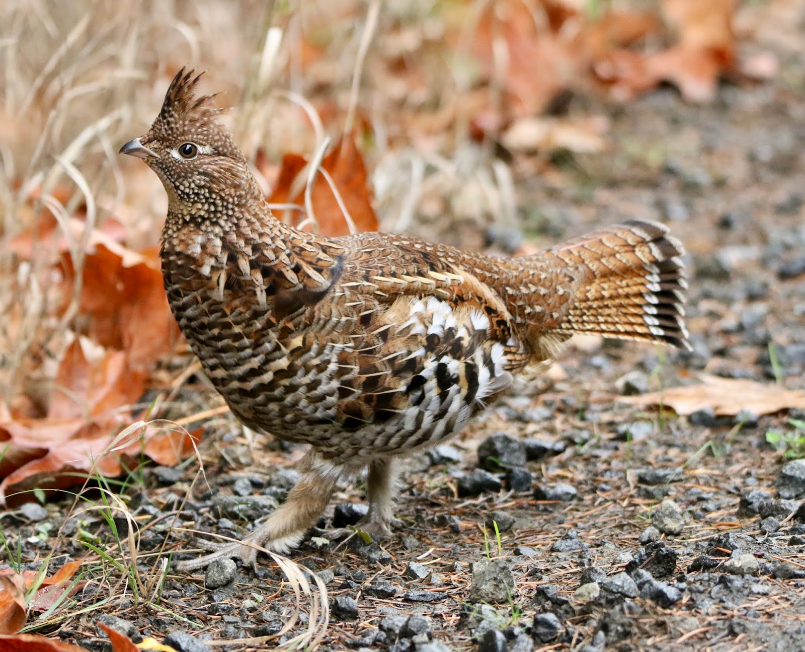 Various Oregon Birding Piks Ruffed Grouse Encounter