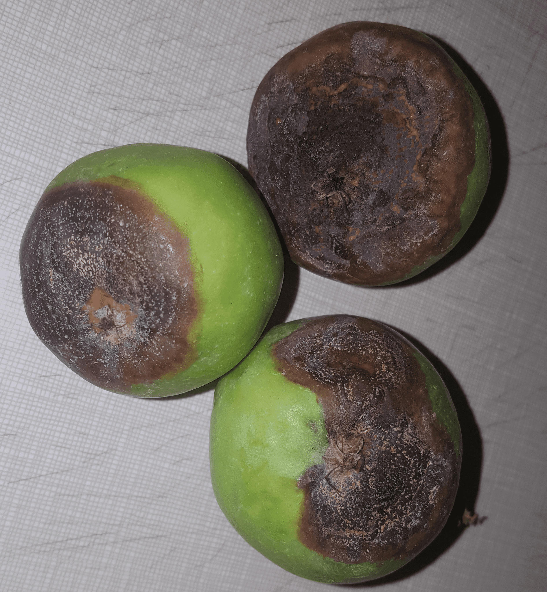 Protection of Apple Fruit from Bitter Rot