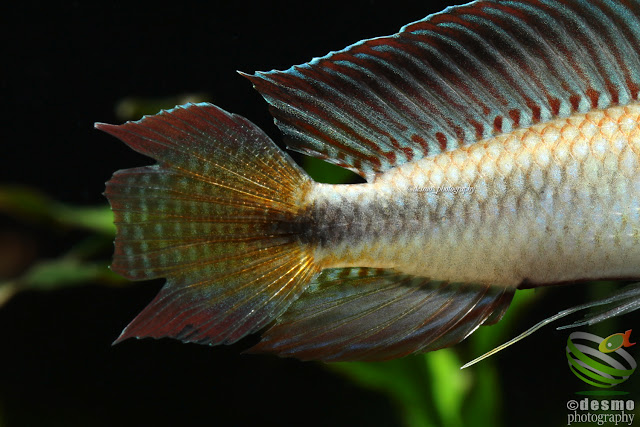 Apistogramma flabellicauda