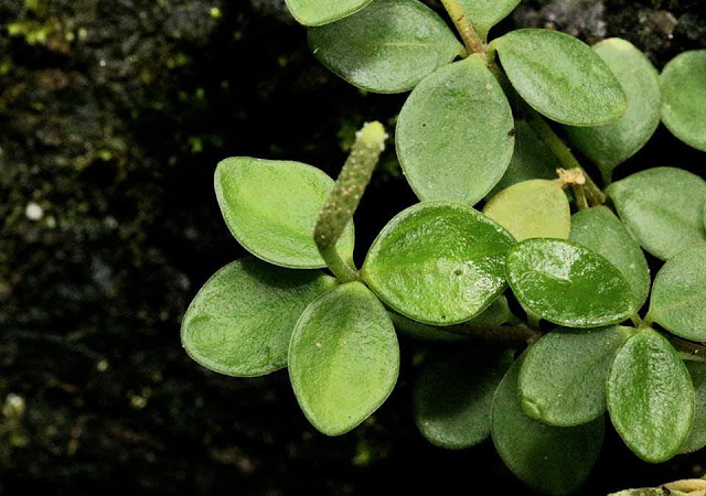 Peperomia tetraphylla