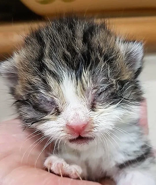 Conjunctivitis in one of the kittens rescued by Henry's Haven