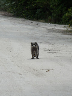 Raccoon Raccoon