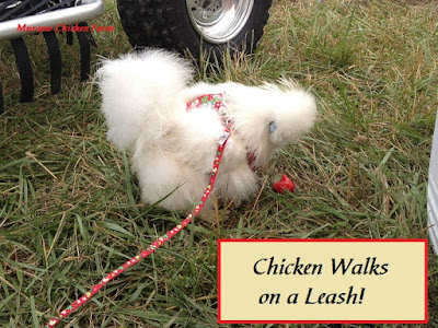 chicken leash, harness