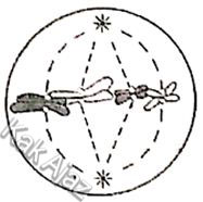 Salah satu tahapan pembelahan mitosisi Salah satu tahapan pembelahan mitosisi, fase metafase, soal biologi UN 2019 no. 28