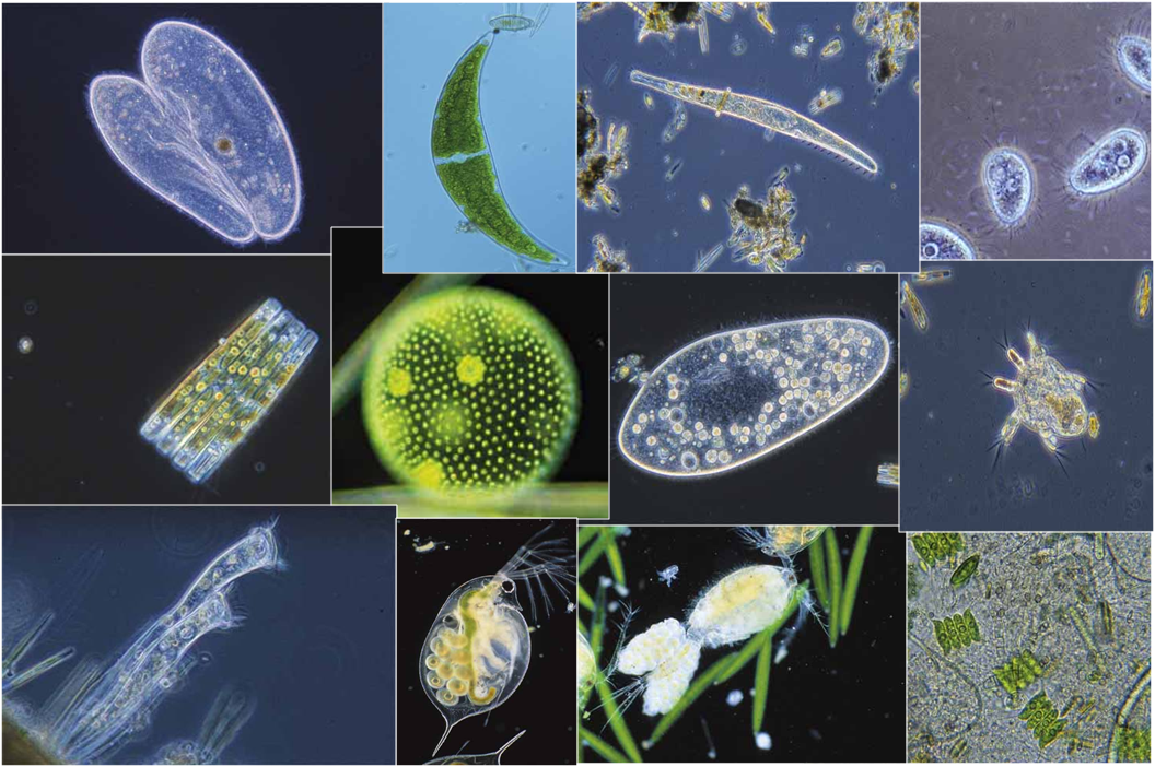 Microorganismos ~ Con-CIENCIA