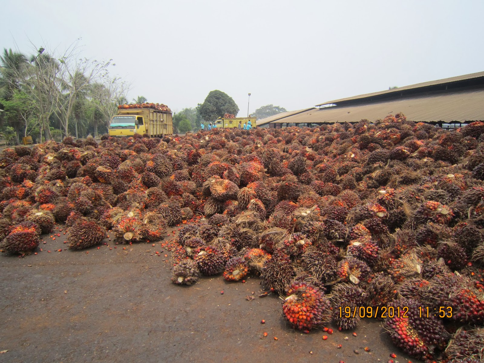 Palm Oil Mill Penerimaan TBS di Loading Ramp