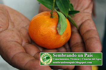 mandarinita